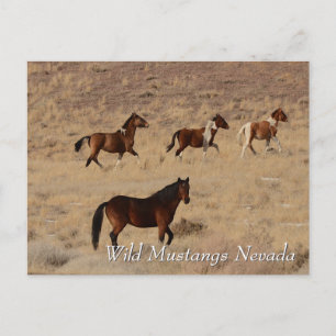 Wilde Mustangs in de Nevada-woestijn Briefkaart