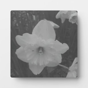 wilde narcis fotoplaat