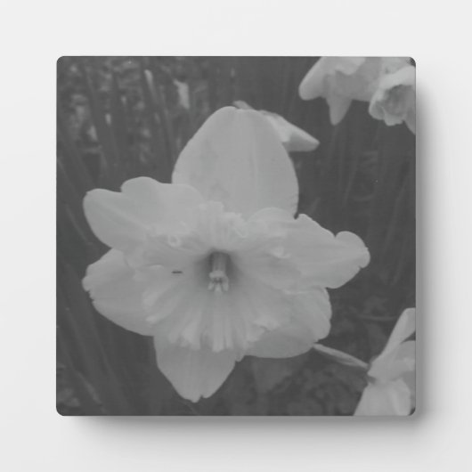 wilde narcis fotoplaat (Voorkant)