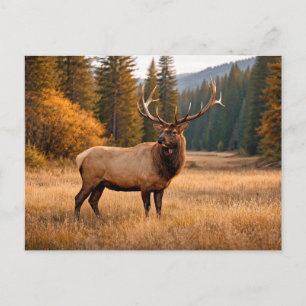 Wilde Natuur Majestueus Elandbos Briefkaart