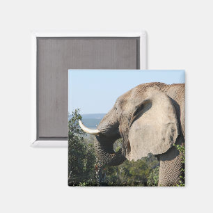 Wilde olifant die vegetatie eet, Zuid-Afrika Magneet