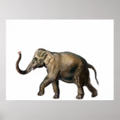 wilde olifant poster (Voorkant)