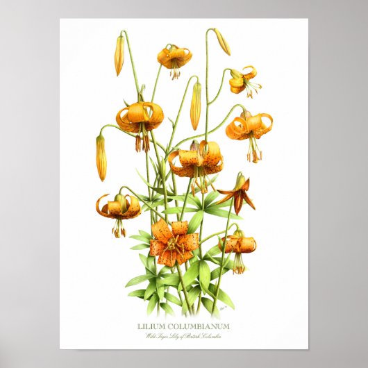 Wilde Oranje tijger laat de originele kunstafdrukk Poster (Voorkant)