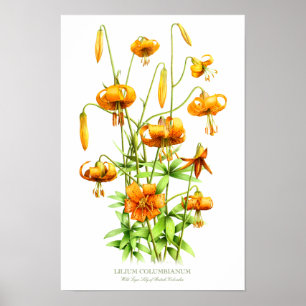 Wilde Oranje tijger Lilies Botanische Kunstafdrukk Poster