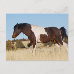 Wilde paard, Steens Mountains Briefkaart