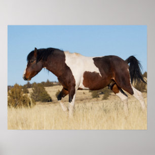 Wilde Paard, Steens Mountains Poster