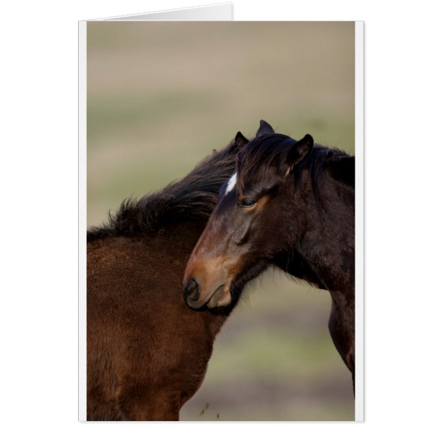 Wilde paarden (Voorkant)