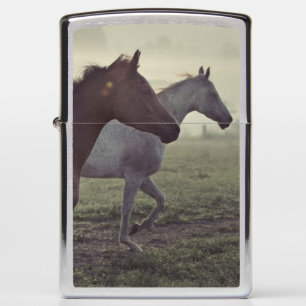 Wilde paarden