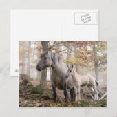 Wilde paarden briefkaart (Voorkant / Achterkant)