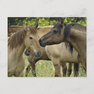 Wilde paarden briefkaart