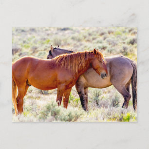 Wilde paarden briefkaart