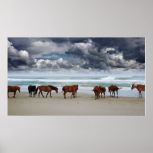 Wilde paarden Buitenter Banks Corolla NC Poster