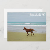 Wilde paarden Buitenter Banks OBX NC Briefkaart (Voorkant / Achterkant)