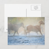 Wilde paarden die door water lopen briefkaart (Voorkant / Achterkant)