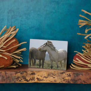 Wilde paarden die elkaar snuffelen fotoplaat