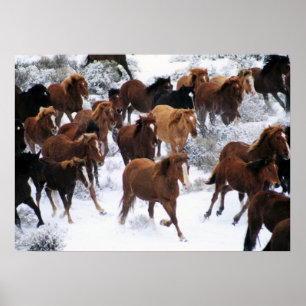Wilde paarden die op sneeuw lopen poster
