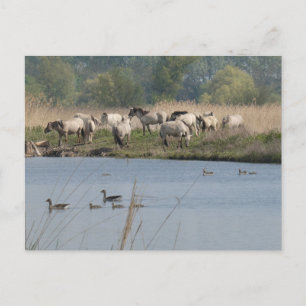 Wilde paarden en ganzen familie DIY Briefkaart