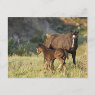 Wilde paarden in het Nationaal Park Theodore Roose Briefkaart