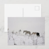 Wilde paarden in sneeuw Briefkaart (Voorkant / Achterkant)