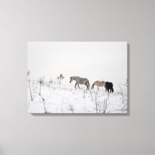 Wilde paarden in sneeuw single canvas afdruk (Voorkant)