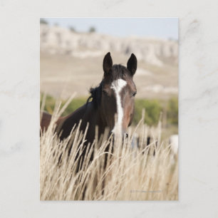 Wilde paarden in South Dakota Briefkaart