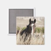 Wilde paarden in South Dakota Magneet (Voorkant / Achterkant)