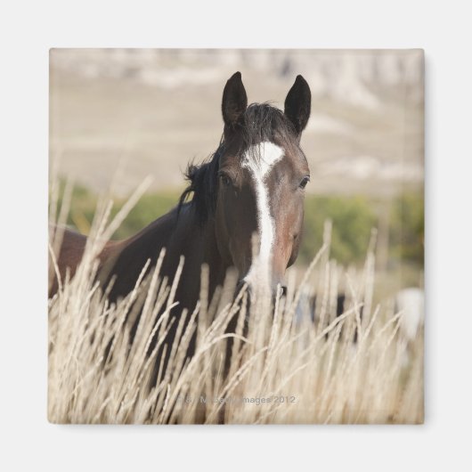 Wilde paarden in South Dakota Magneet (Voorkant)