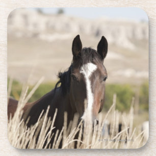 Wilde paarden in South Dakota Onderzetter