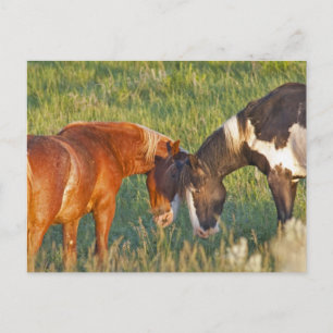 Wilde paarden in Theodore Roosevelt National Park Briefkaart