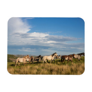Wilde paarden in Theodore Roosevelt National Park Magneet