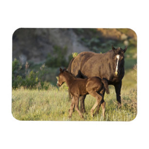 Wilde paarden in Theodore Roosevelt National Park Magneet