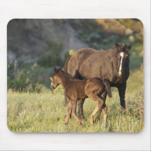 Wilde paarden in Theodore Roosevelt National Park Muismat