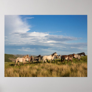 Wilde paarden in Theodore Roosevelt National Park Poster