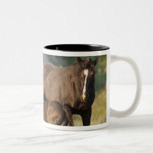 Wilde paarden in Theodore Roosevelt National Park Tweekleurige Koffiemok