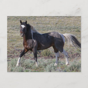 Wilde paarden na een stofbad briefkaart