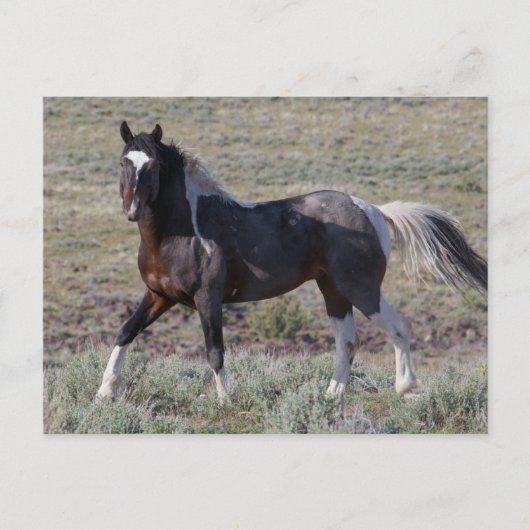 Wilde paarden na een stofbad briefkaart (Voorkant)