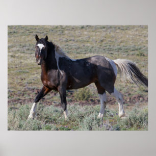 Wilde paarden na een stofbad poster