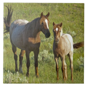 Wilde paarden North Dakota Tegeltje
