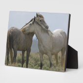 Wilde paarden Nuzzling Fotoplaat (Zijkant)
