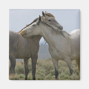 Wilde paarden Nuzzling Magneet