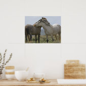 Wilde paarden Nuzzling Poster (Keuken)