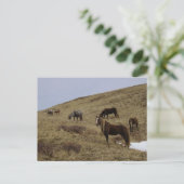 Wilde paarden op Unalaska Island Briefkaart (Staand voorkant)