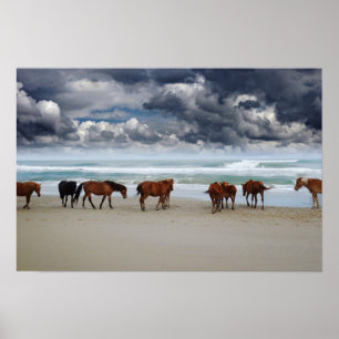 Wilde paarden Outer Banks Corolla NC Poster