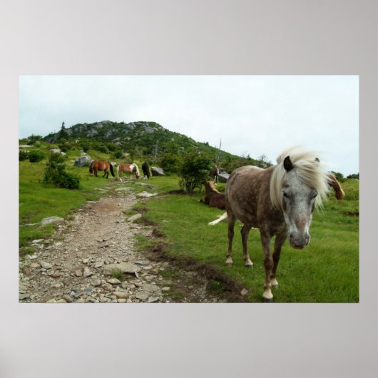 Wilde paarden poster (Voorkant)