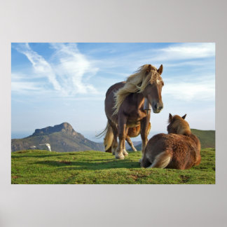 Wilde paarden poster