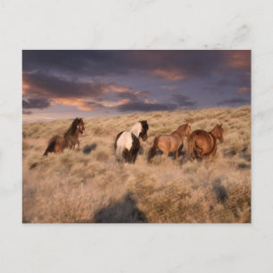 Wilde paarden rennen briefkaart