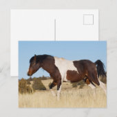 Wilde paarden, Steens-bergen Briefkaart (Voorkant / Achterkant)