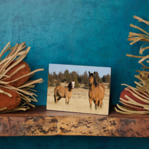 Wilde paarden, Steens Mountains Fotoplaat