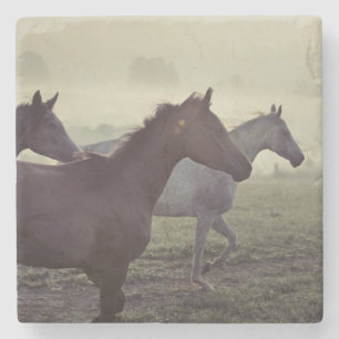 Wilde paarden stenen onderzetter