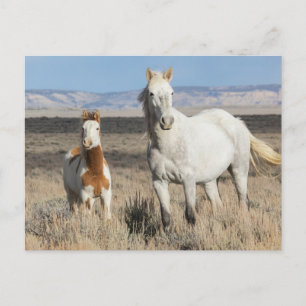 Wilde paarden thuis in het Sandwash-bekken Briefkaart